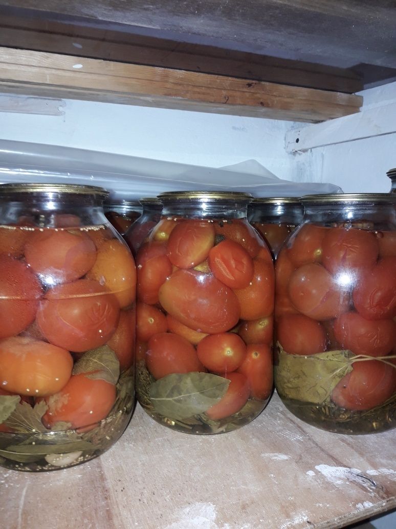 Продам помидоры дачные