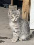 Бесплатный котенок