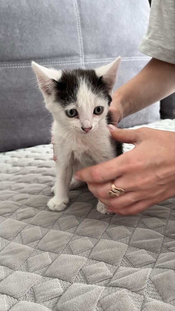 Отдам котят в хорошие руки