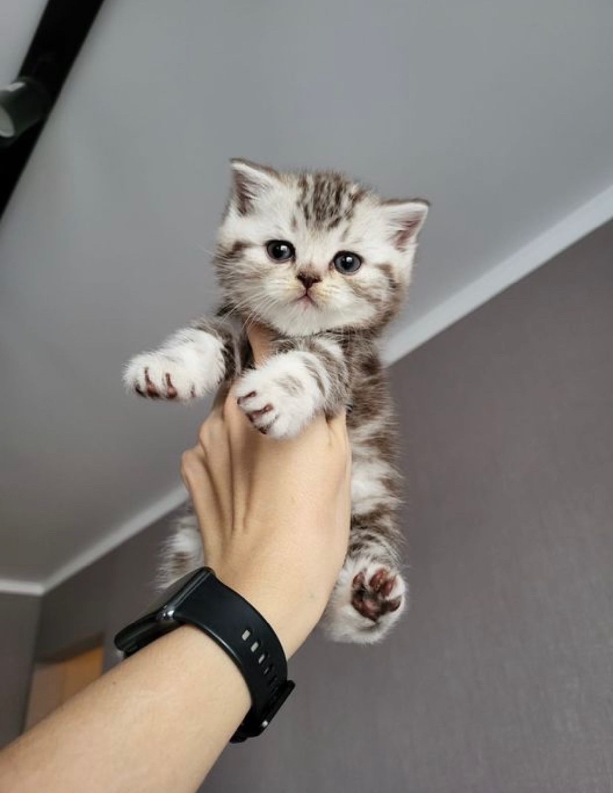 Чистокровные Британские Котята.