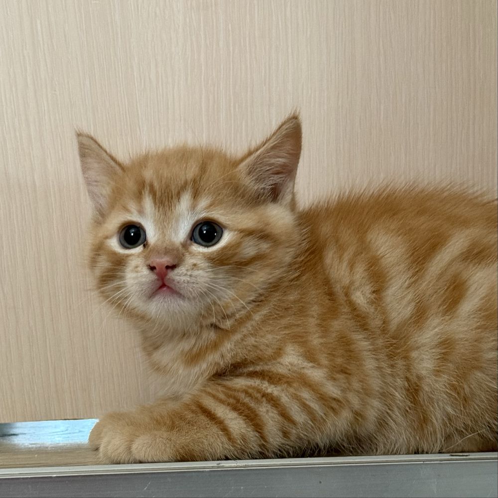 Котят в добрые руки