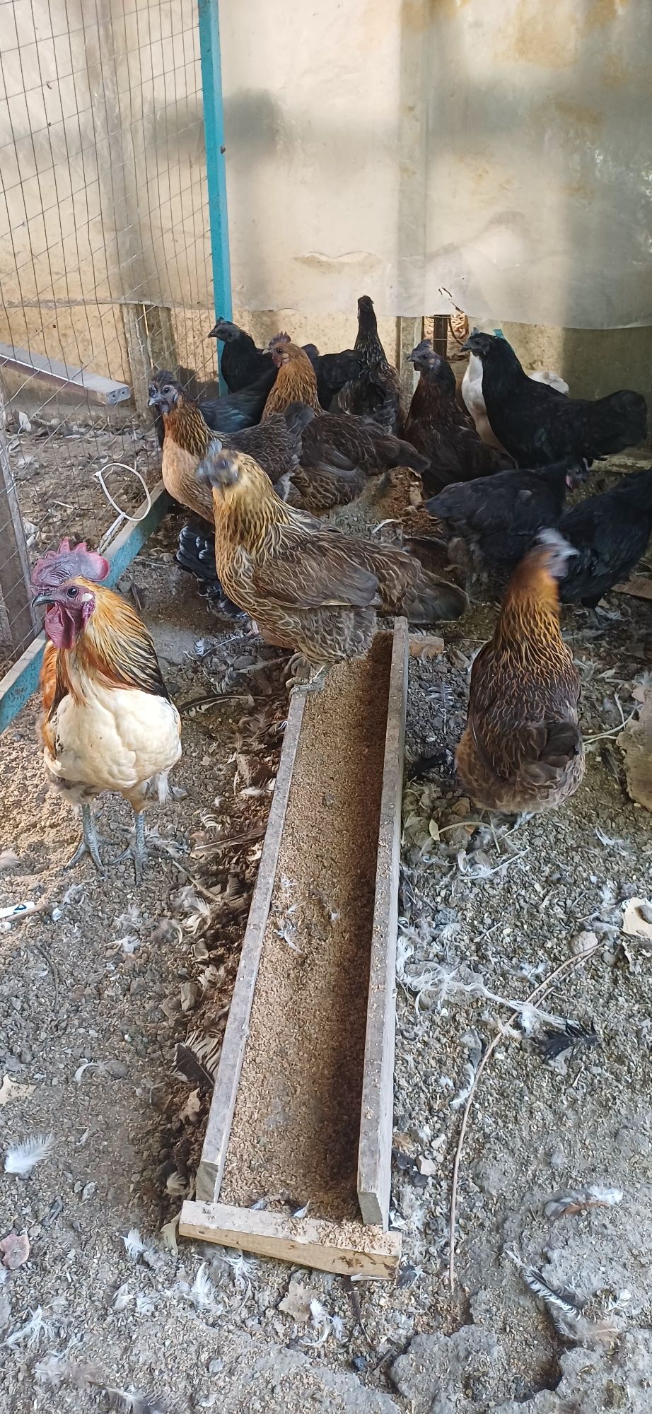 Срочно продам кур породы Лакеданзи