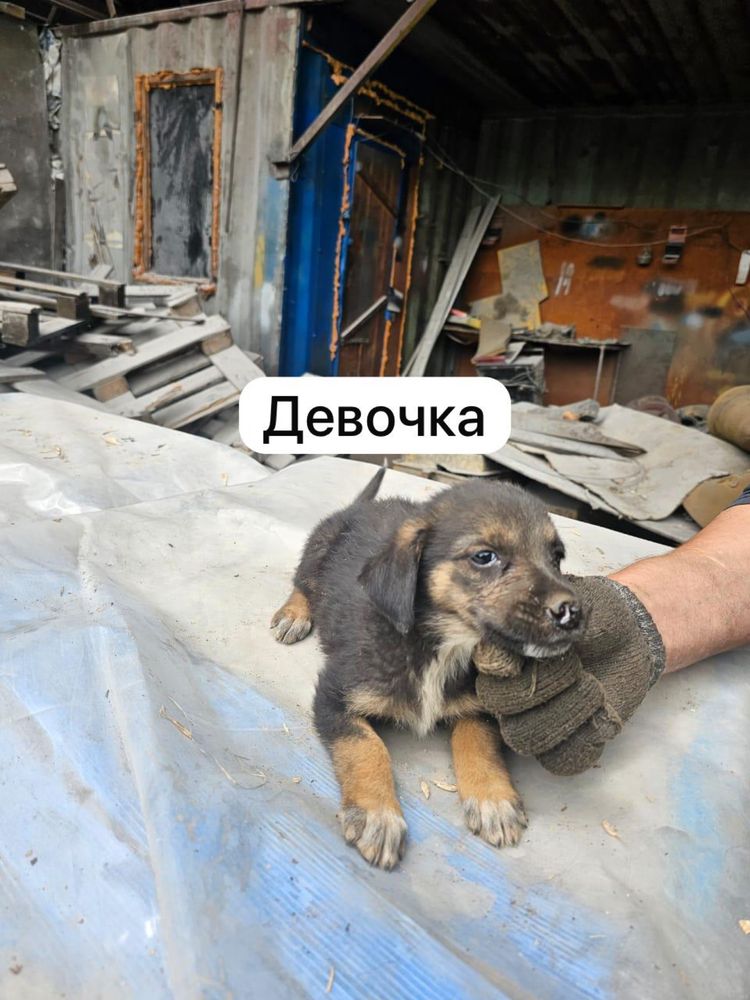 Щенки 3 мальчика и 3 девочки