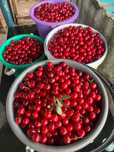 Продам вишню для компота