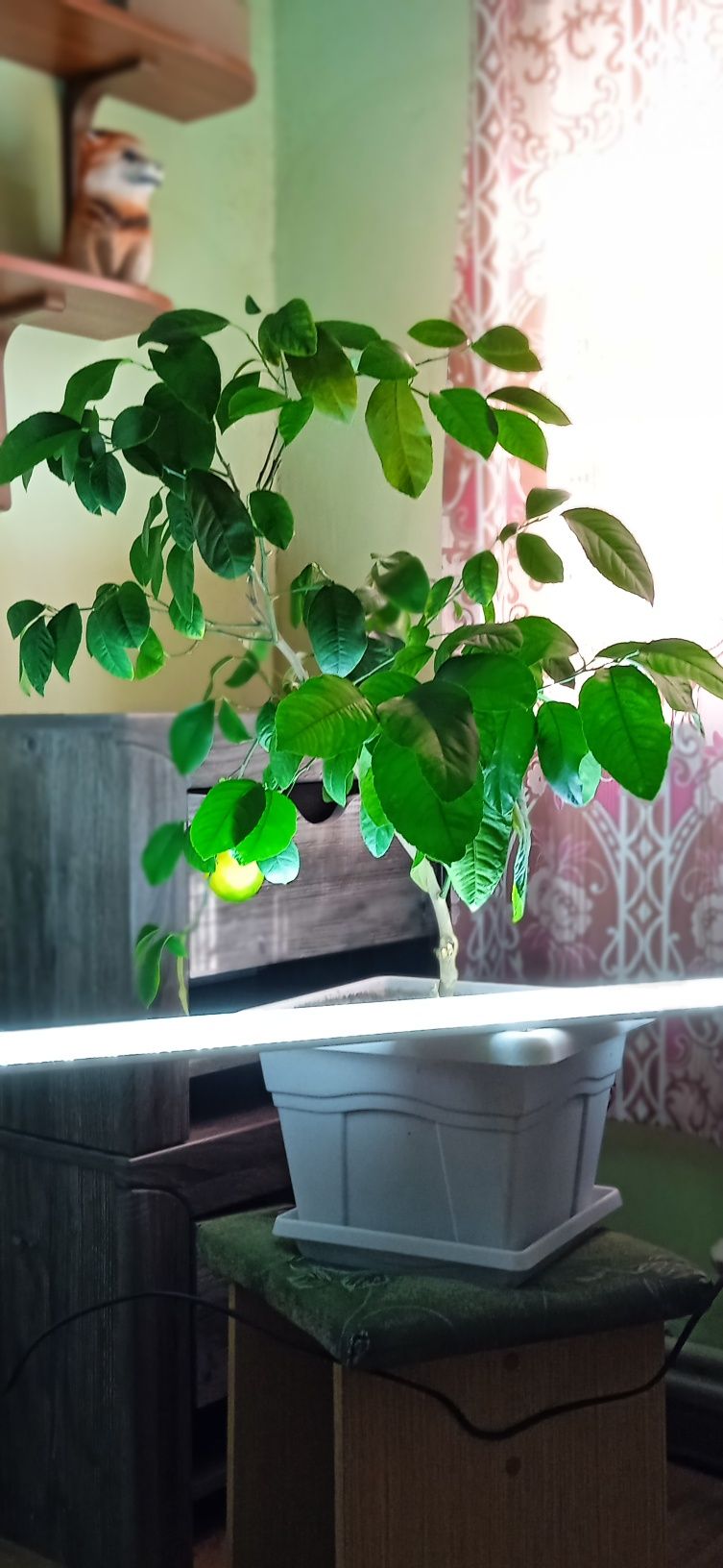 Лимонное  дерево