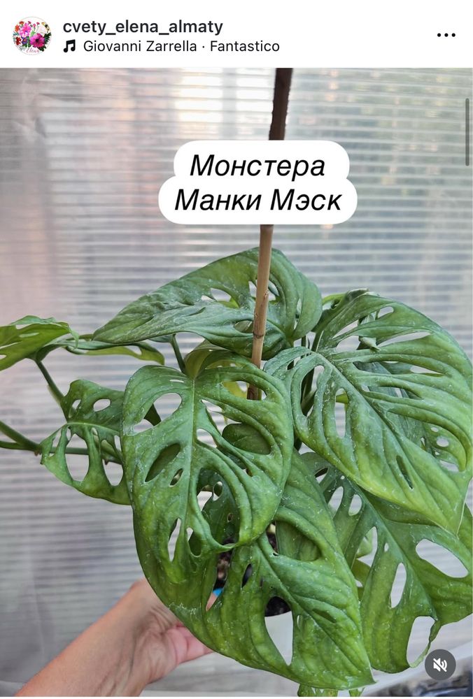 Папоротник, сциндапсус, тунбергия, сингониум, жасмин