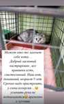Шотландский кот, вислоухий