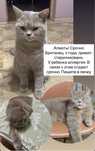 Кошка Британец 4 года. СРОЧНО!