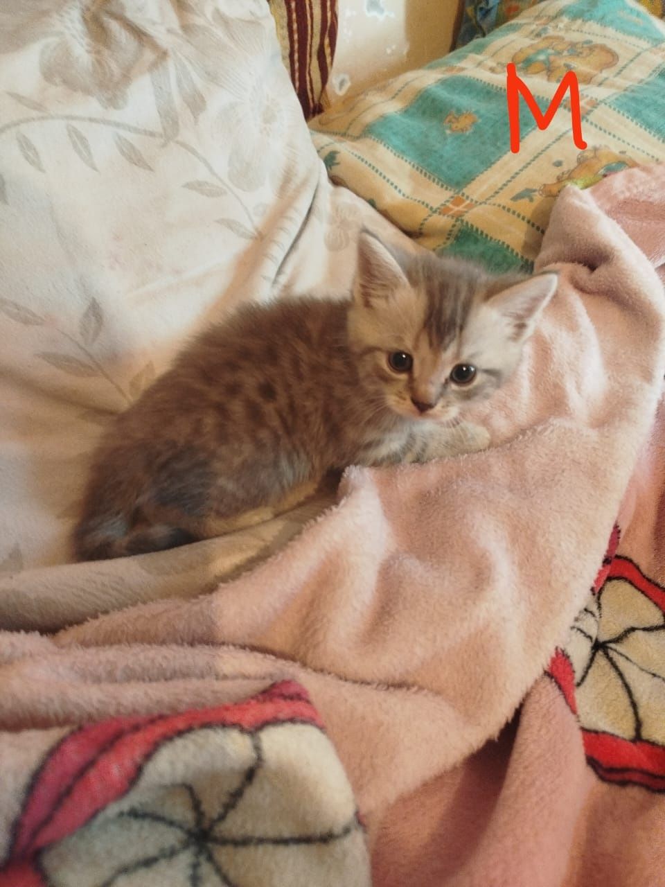 Котята от вислоухой кошки.