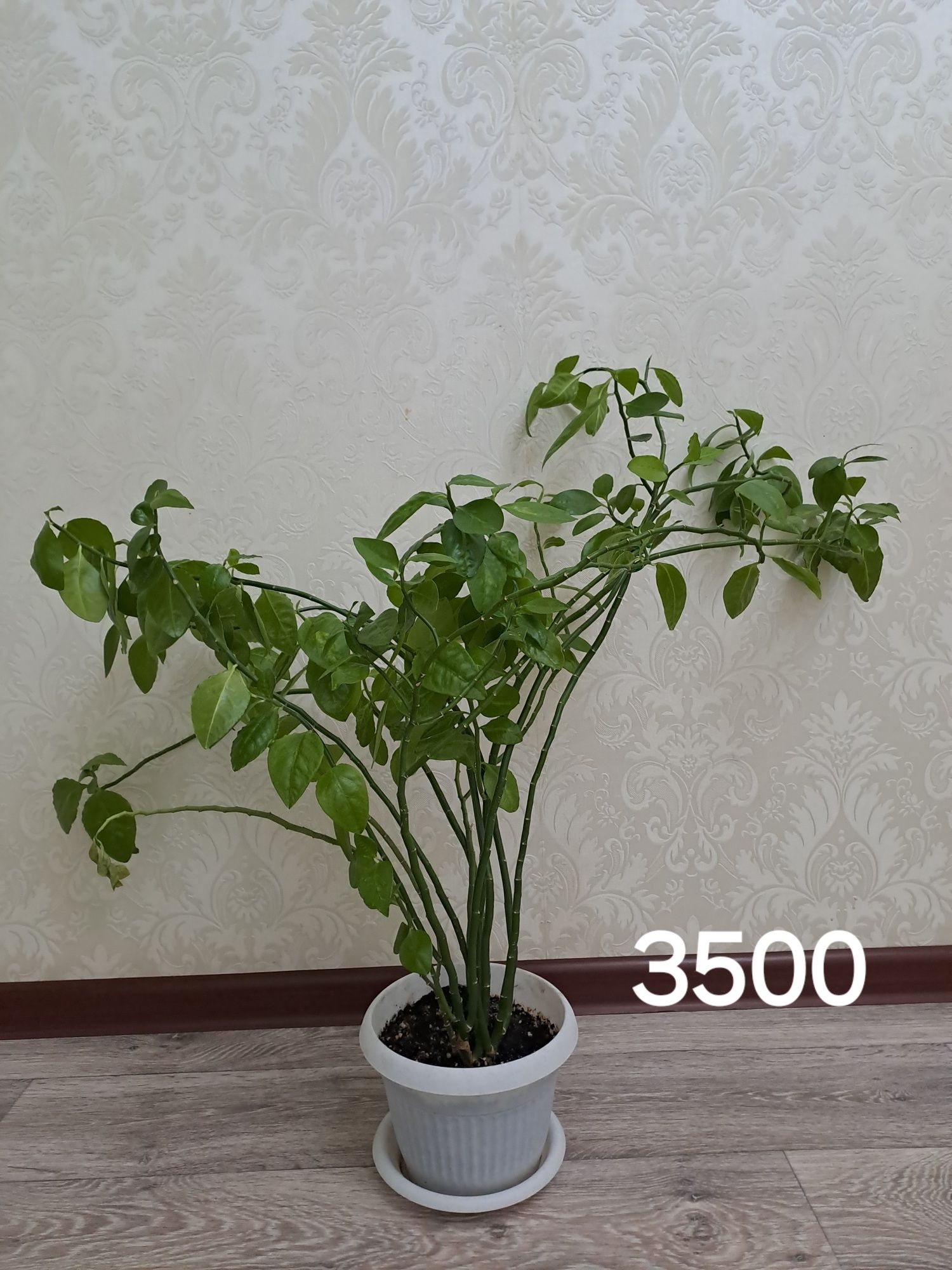 Цветы комнатные для дома и офиса