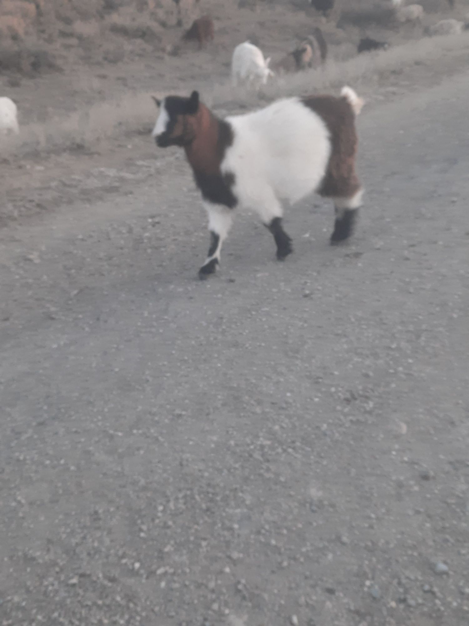 Продам оптом козлят