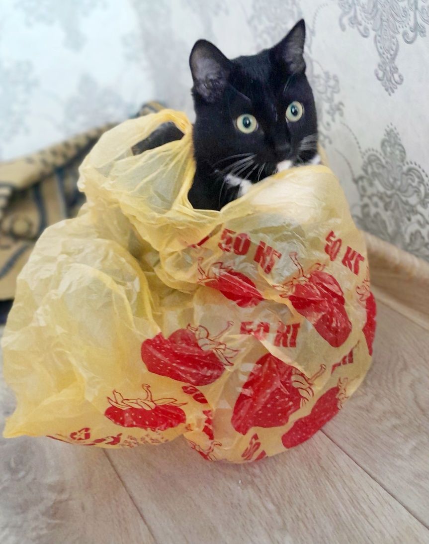 Кошка 6 месяцев ласковая