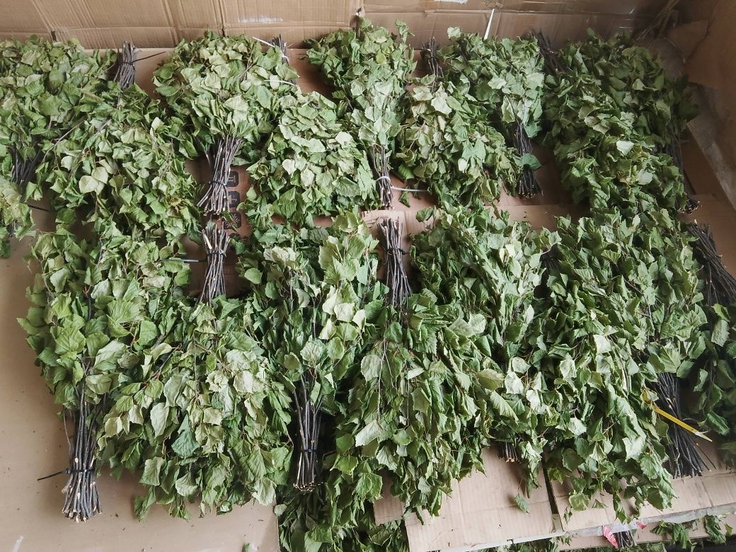 Веник березовый Коргалжынка Астана