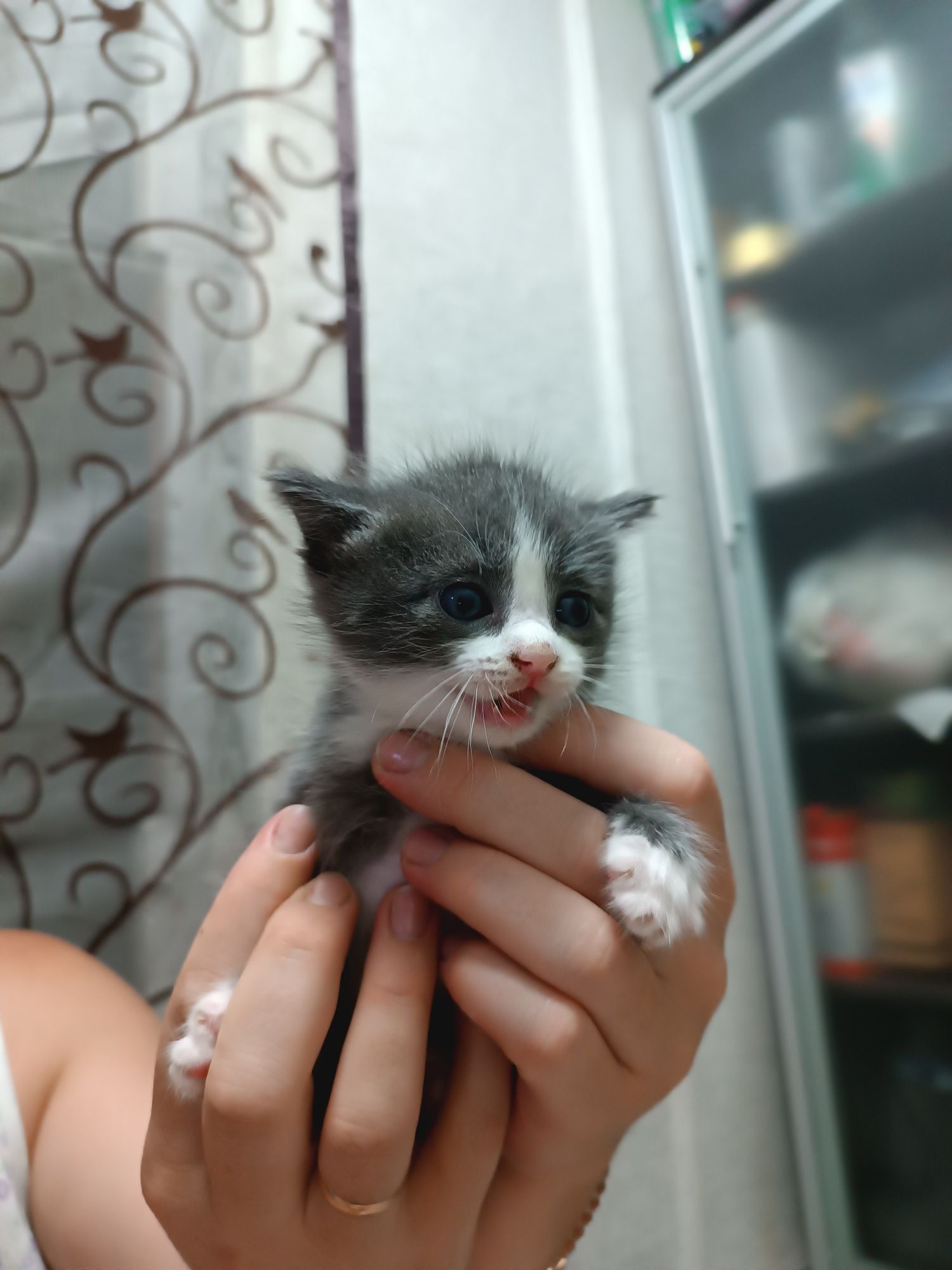 Продам котят британцев