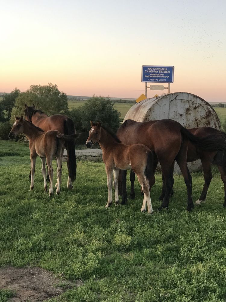 Продам кобылу с жеребенком (кабылешка)