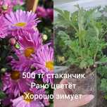 Хризантема многолетняя, корейская хризантема и мультифлора.