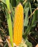Продаю  семена кукурузы Краснодарский 514 МВ  ZEA MAYS