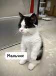 Продам британских котят