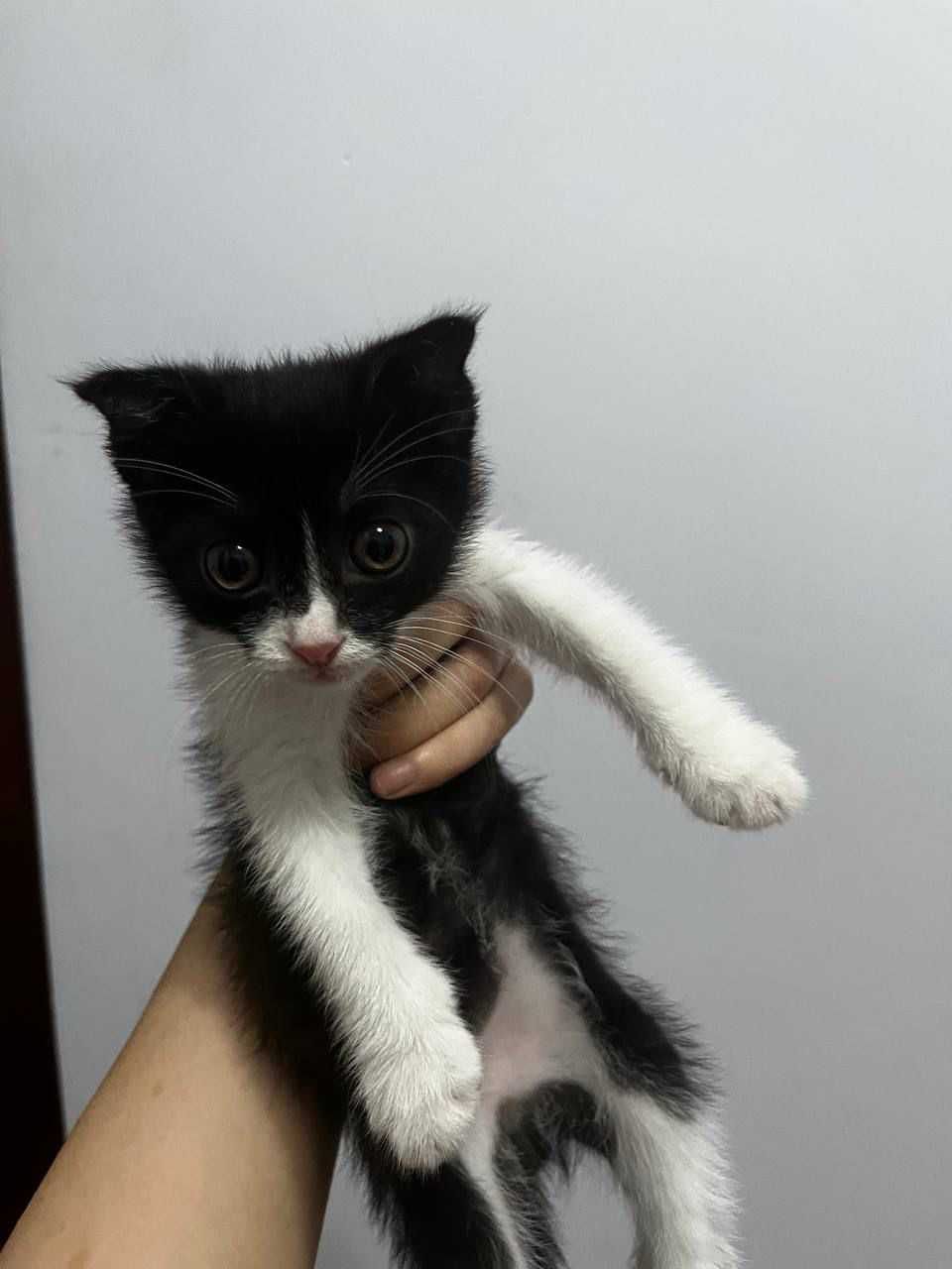 Пристраивается в добрые руки котенок
