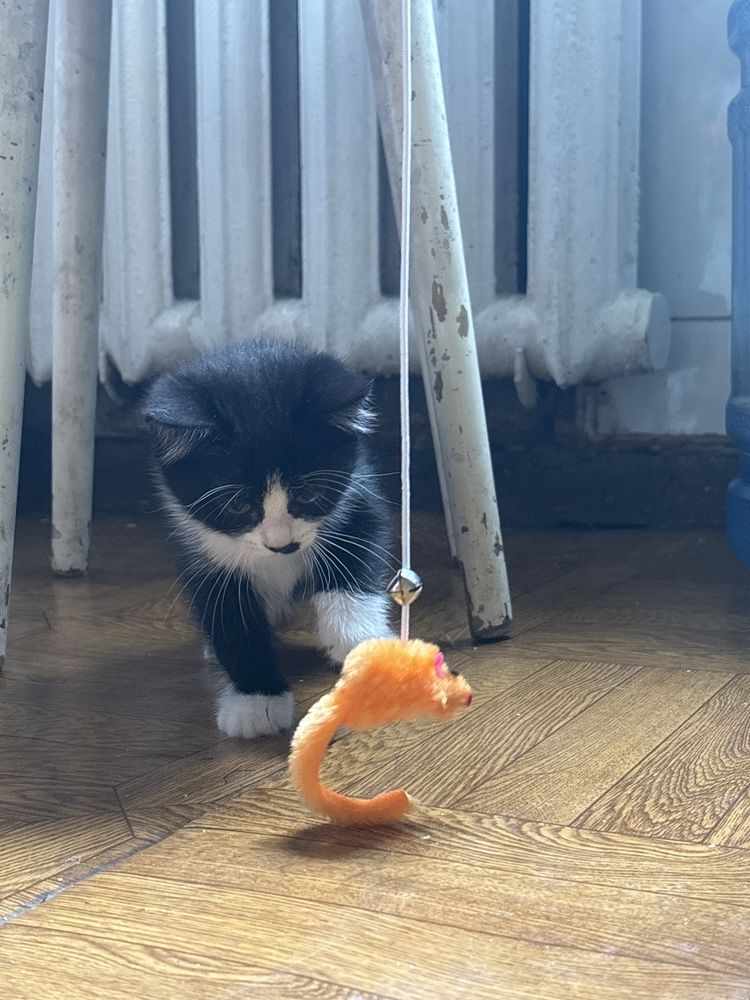 Отдам котят ( девочки)