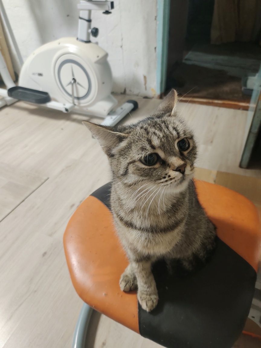 Отдам кошку бесплатно