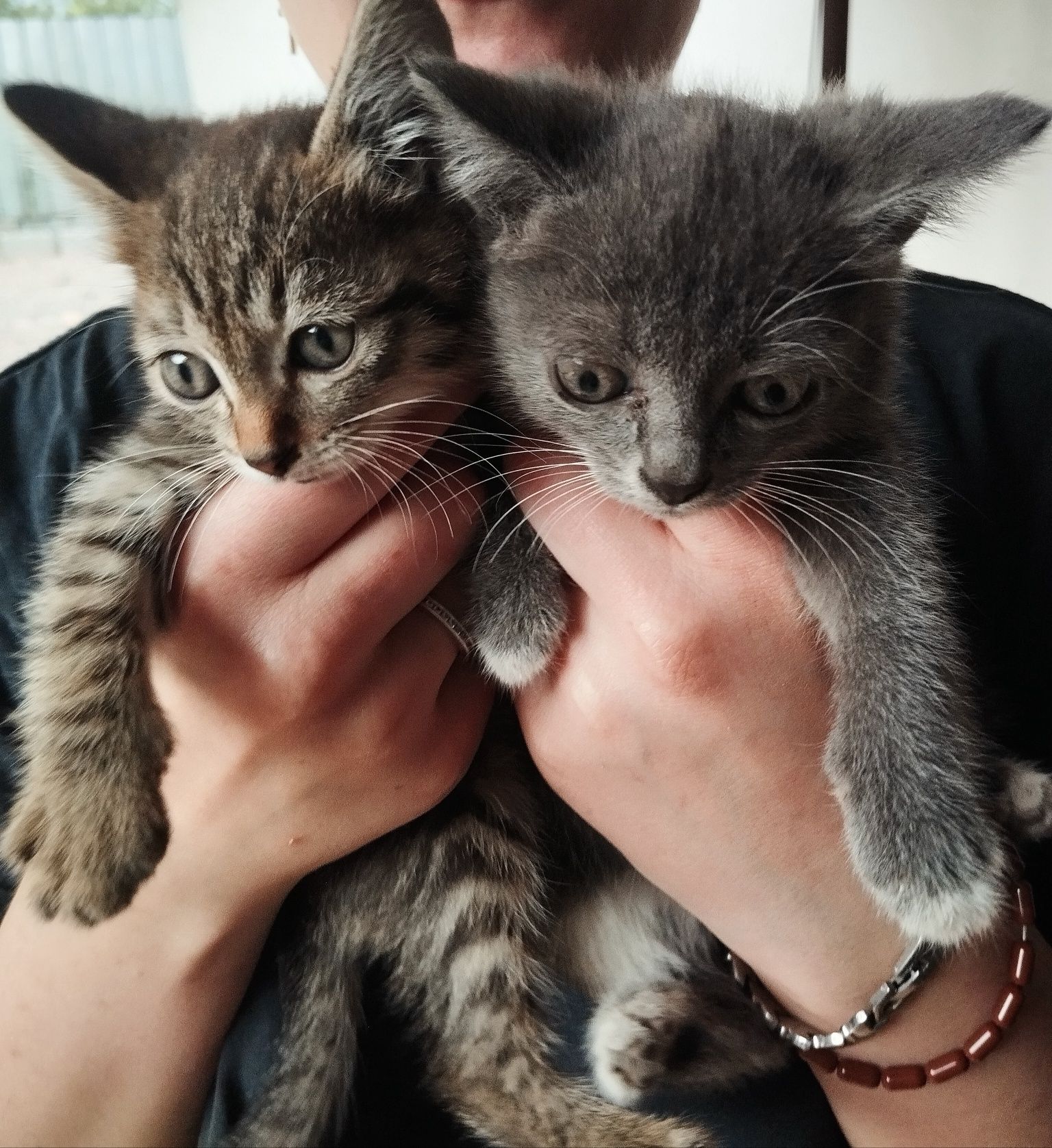 Отдам котят в добрые руки :3