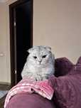 Шотландский вислоухий кот