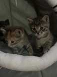 Трое котят 1 месяц
