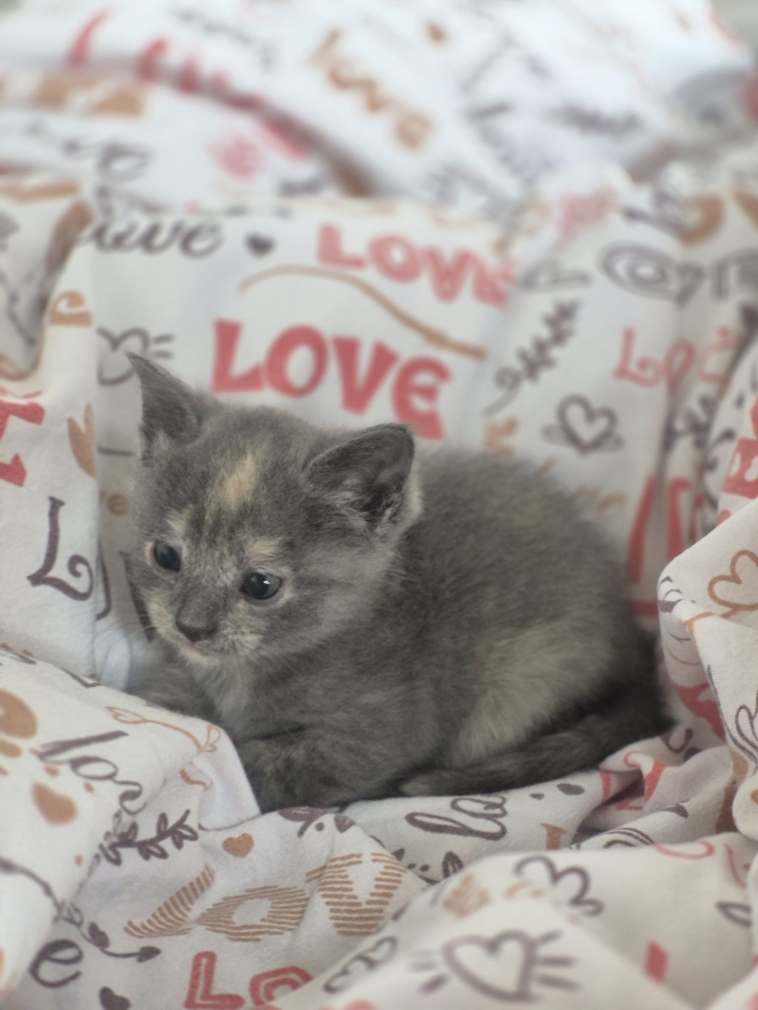 Отдаём котят в добрые руки