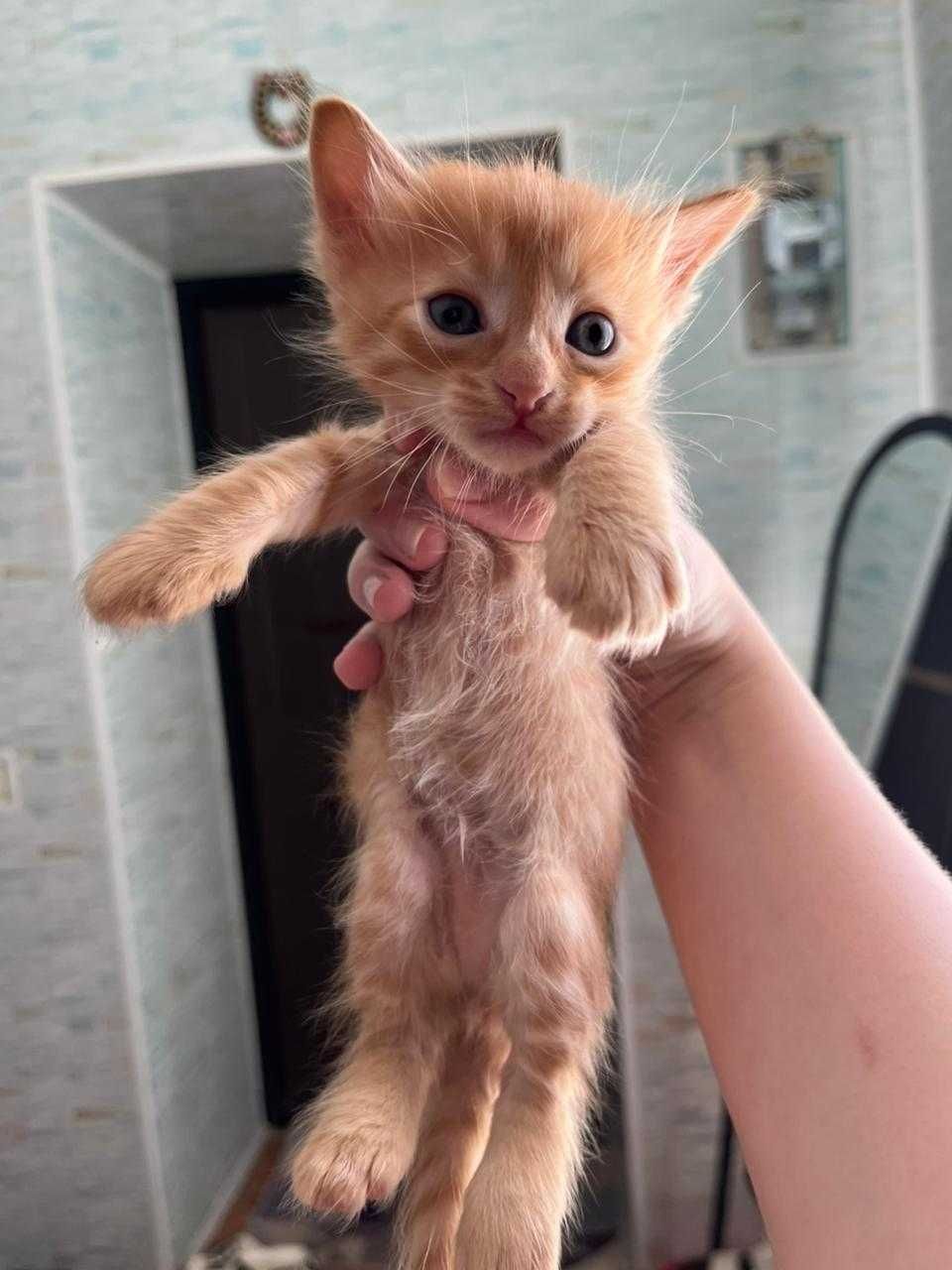 Отдам котят в добрые руки бесплатно