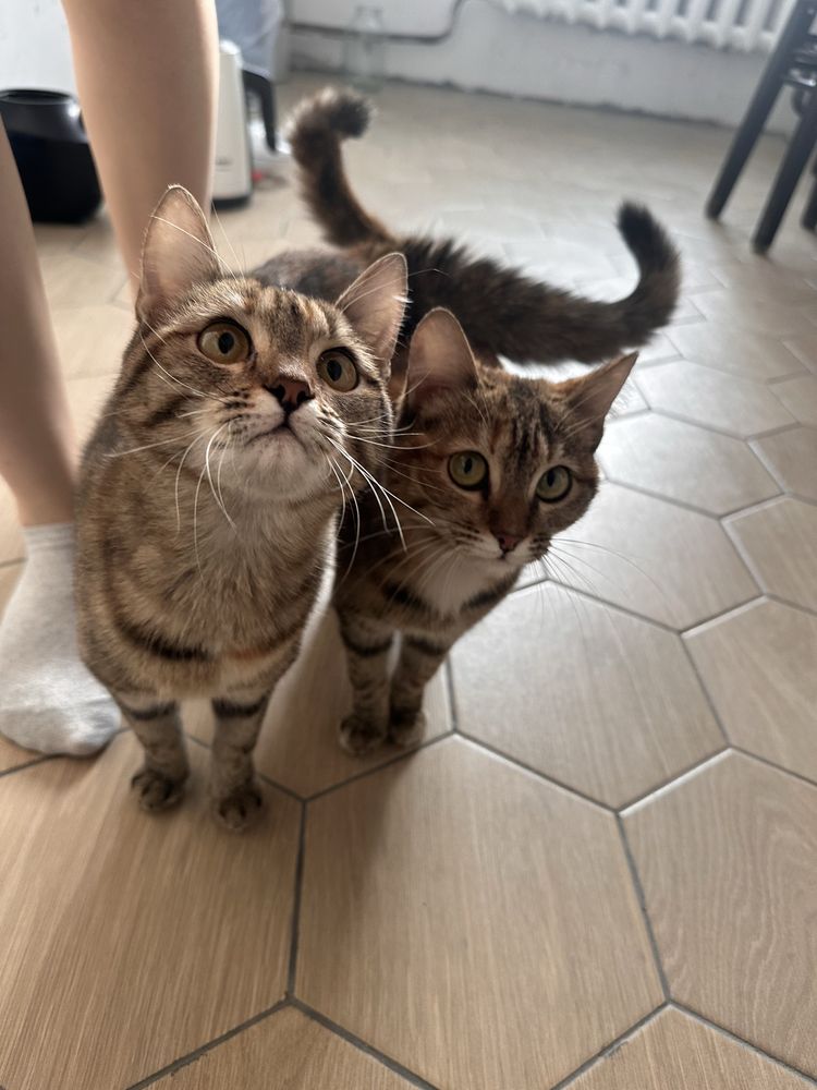 Отдам котят в ответственные руки