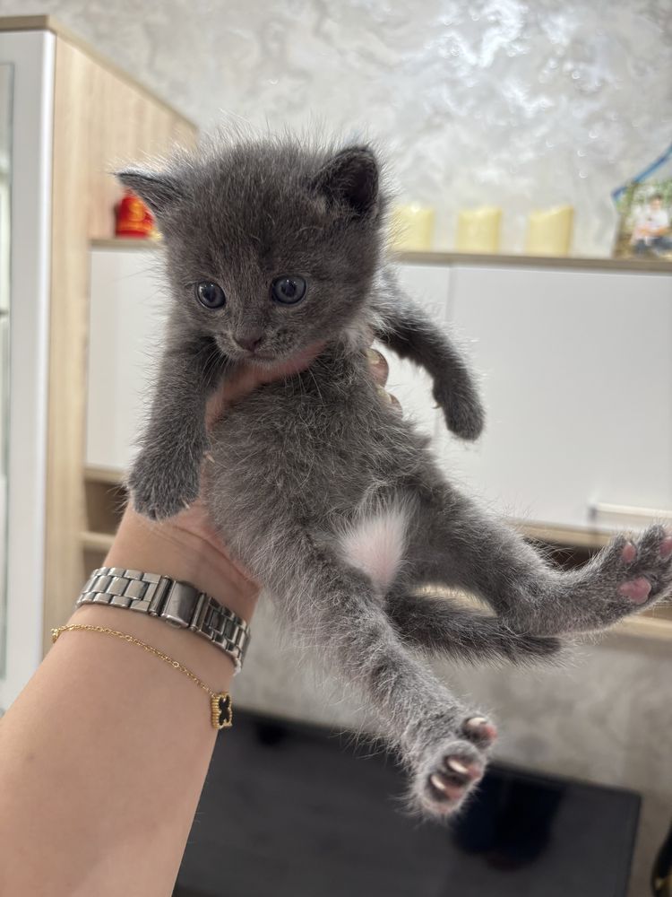 Отдам котят в добрые руки