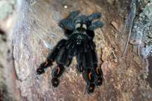 Самка Psalmopoeus irminia