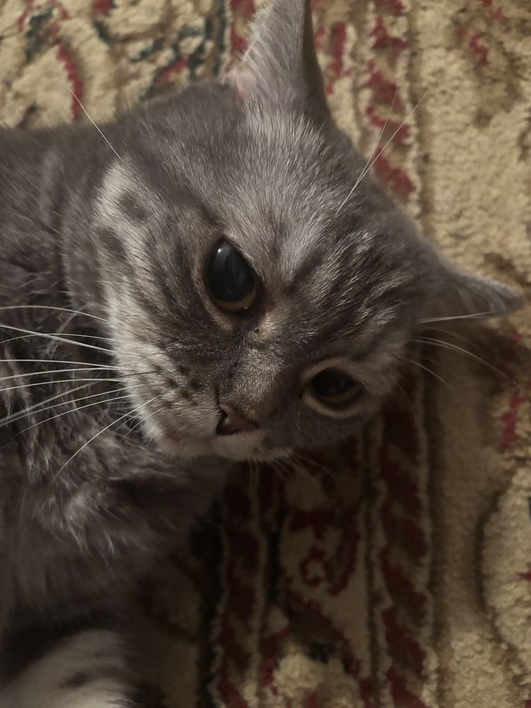 Кошка британская