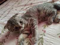 Котёнок выслоухо
