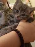Котята британские,скотиш страйт!
