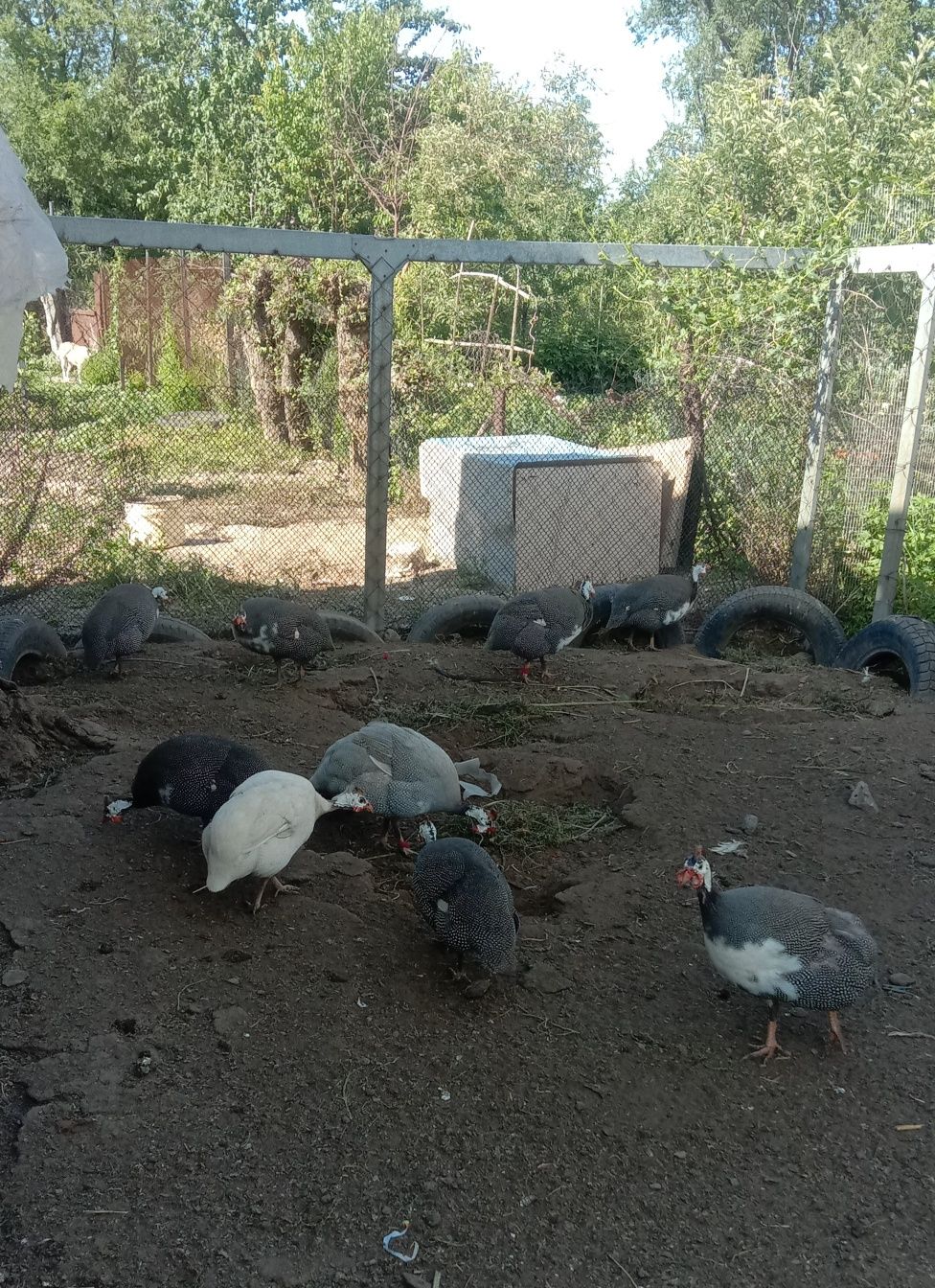 Продам пищевое яйцо цесарки