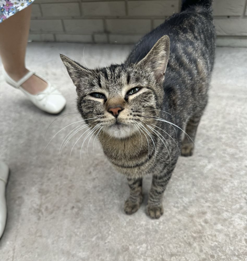 Беременная кошка