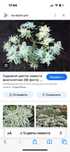 рассада цветы цветы цветы