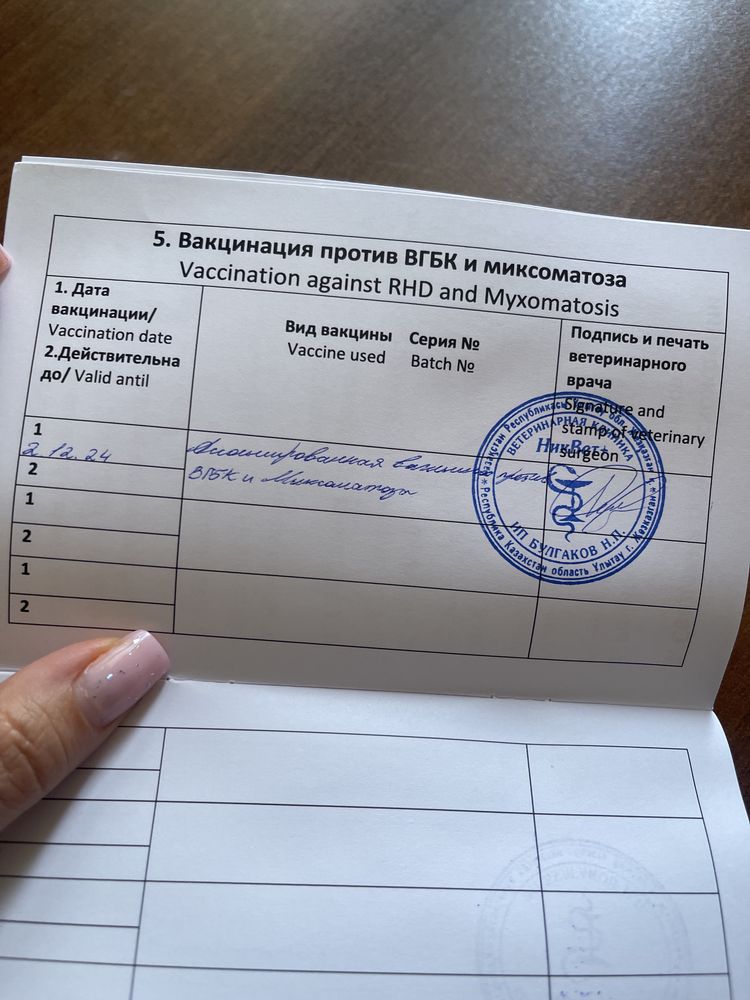 Кролик карликовый, вислоухий.