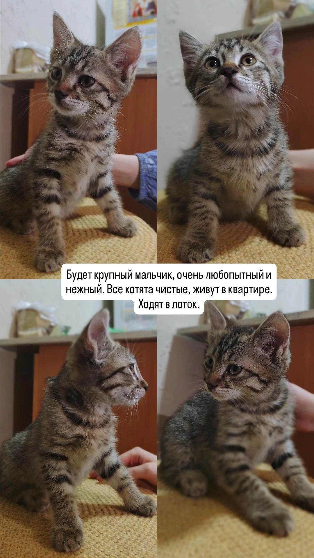 Котята, мальчики