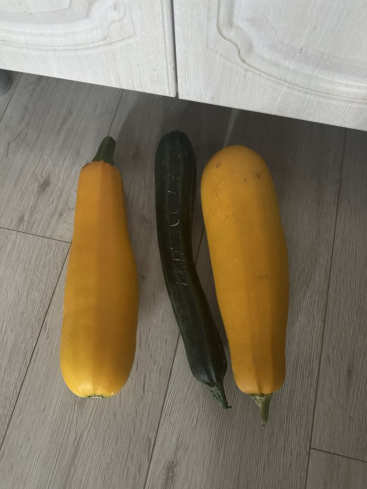 Продам домашнии кабочки