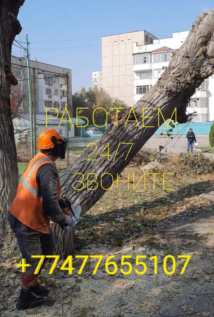 Спилем деревев Алматы и Алматинской области.