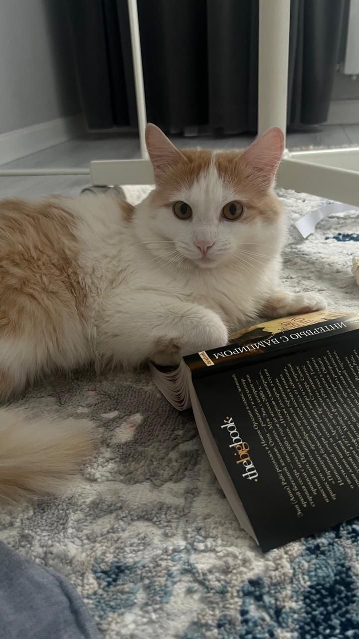 Котик 1год 5месяцев