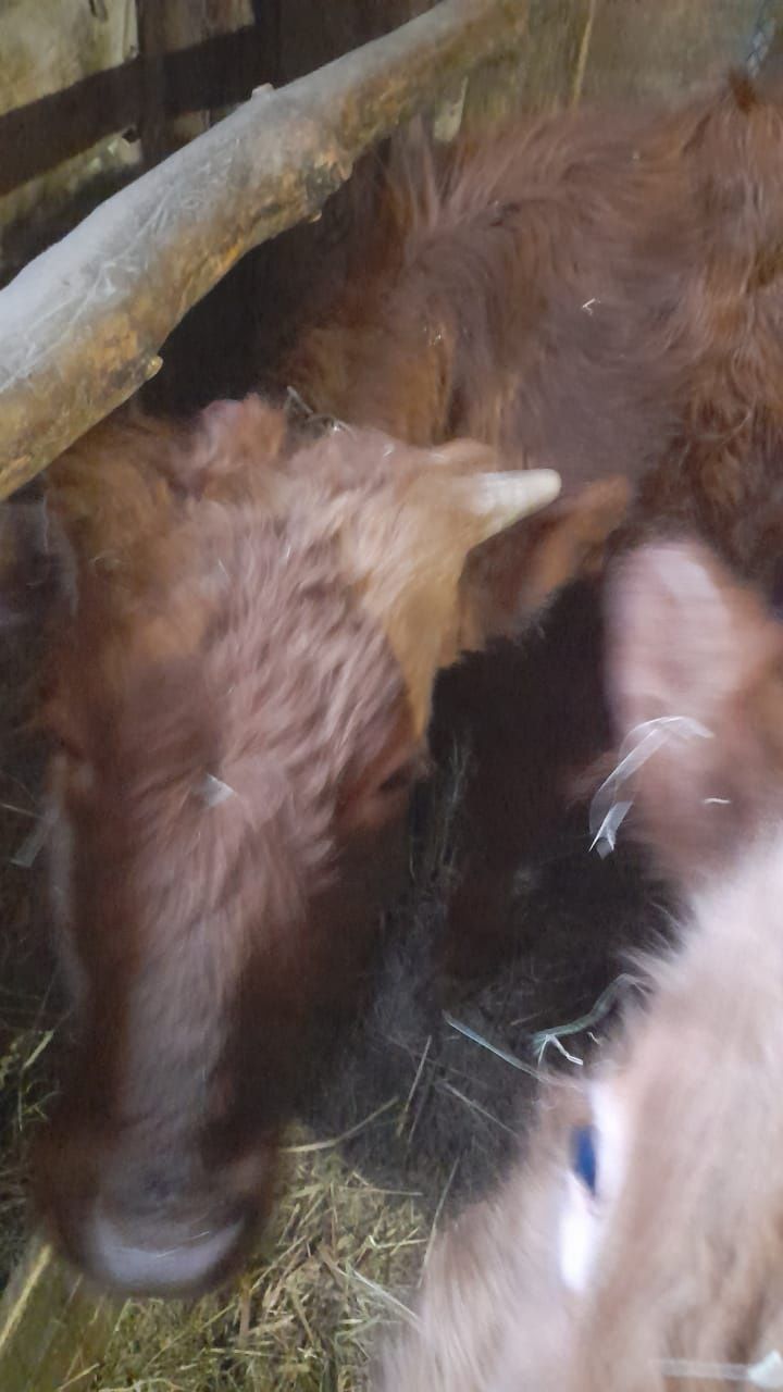 Продам бычков красной масти