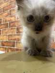 Котенок ищет семью