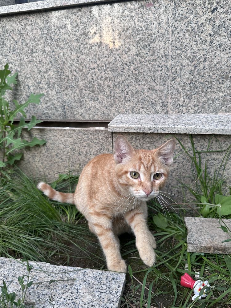 Отдам в добрые руки рыжего котенка девочку
