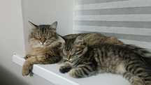 Котенок в добрые руки