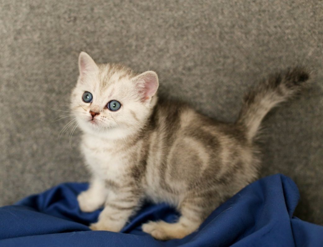 Шотландские  котята
