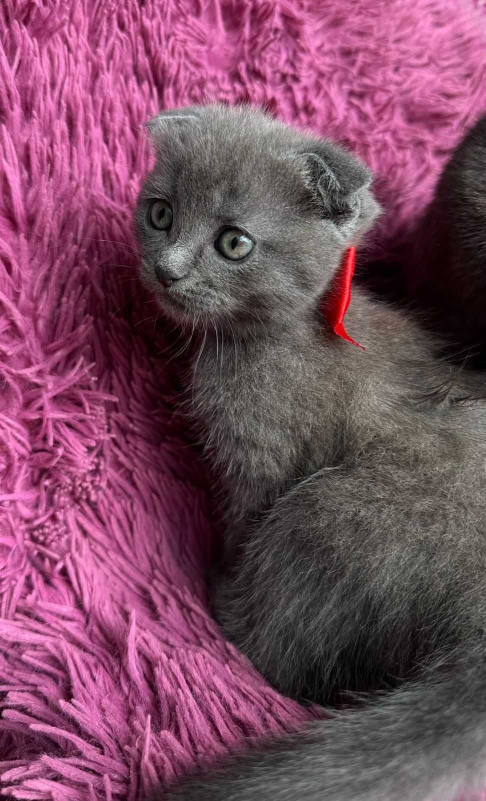 Шотландский вислоухий котенок ищет любящих хозяев